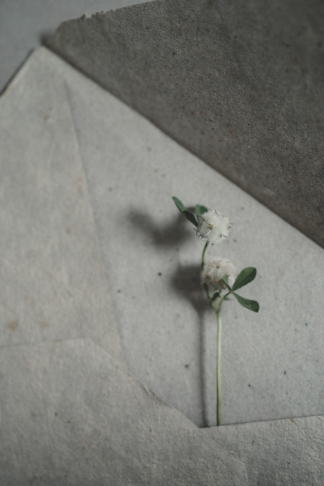 Two white clover flowers emerging from a grey envelope