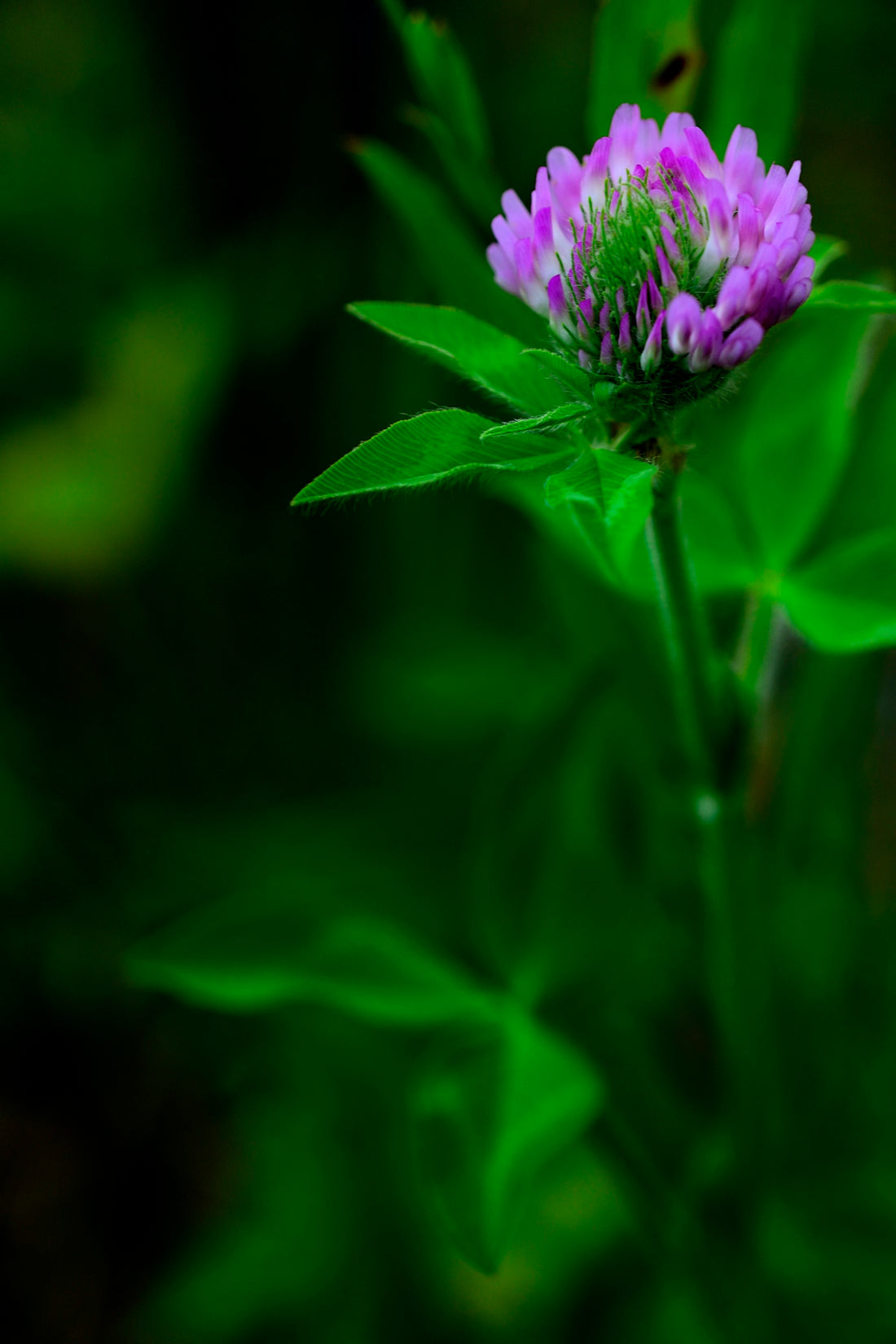 A single purple clover flower blooms among green leaves